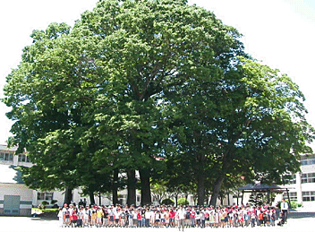樹齢300年余りのけやきの森